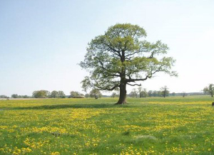 MALTERER Umweltplanung - Start